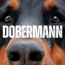Dobermann