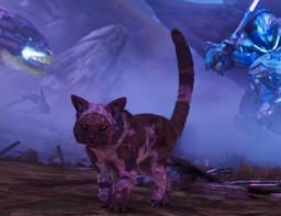 Cats Everywhere [Crossplay]